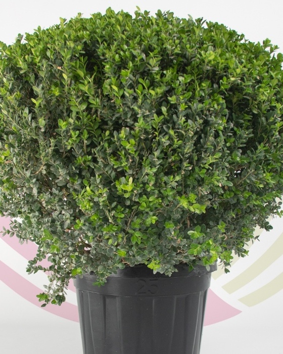 Buxus microphylla Faulkner (bola)  - P040021V0000D04020
